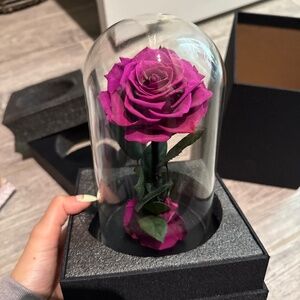 Purple forever rose